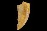 Serrated, Raptor Tooth - Real Dinosaur Tooth #124281-1